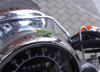 Do szkoły z pasażerem