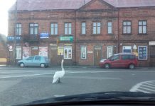 Łabędź na skrzyżowaniu