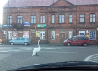 Łabędź na skrzyżowaniu