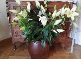 Życzenia rocznicowe