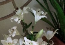 Bo ze szczerego serca