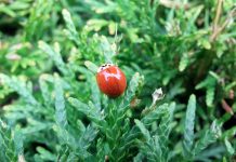 Ogród seminaryjny w blasku letniego słońca