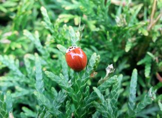 Ogród seminaryjny w blasku letniego słońca