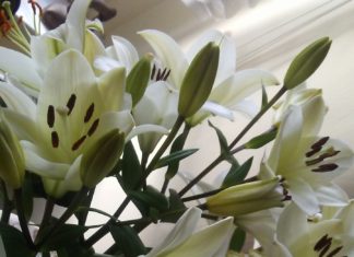 9 białych lilii