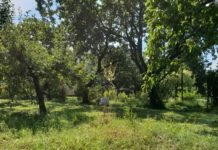 Letnie koszenie trawy