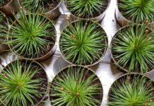 Giełda kwiatowa w jesienny poranek