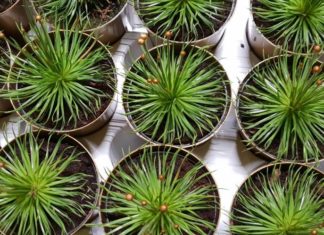 Giełda kwiatowa w jesienny poranek