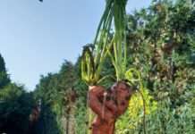 Jesienne – marchewkowe – wykopki