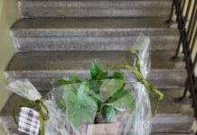 Imieninowe kwiaty, pamięć i życzliwość