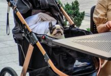 Dawniej w wózku dziecięcym woziło się dzieci, dziś wozi się psa!