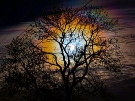 Bobrza Pełnia Księżyca na listopadowym niebie