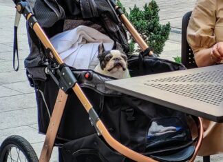 Dawniej w wózku dziecięcym woziło się dzieci, dziś wozi się psa!
