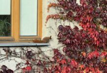 Baśka biegająca po kamienicy marzeń