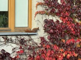 Baśka biegająca po kamienicy marzeń