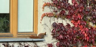 Baśka biegająca po kamienicy marzeń