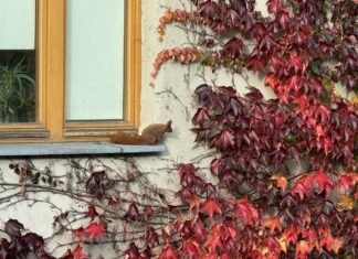 Baśka biegająca po kamienicy marzeń