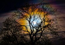 Bobrza Pełnia Księżyca na listopadowym niebie