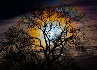 Bobrza Pełnia Księżyca na listopadowym niebie